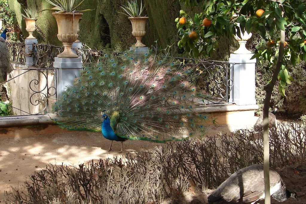 La Alcandora Grenada